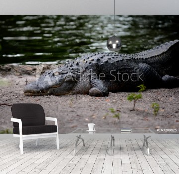 Picture of aligators in swamp water